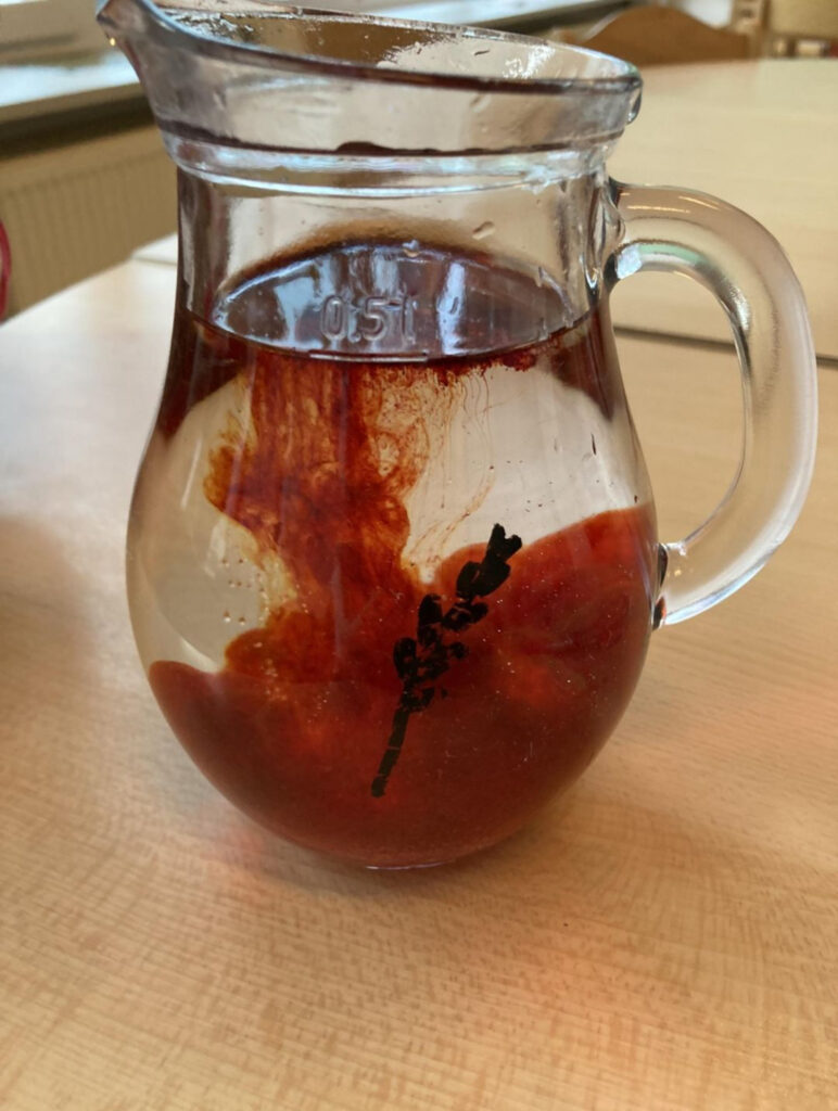 Wasser in einer Karaffe, das gerade rot gefärbt wird.