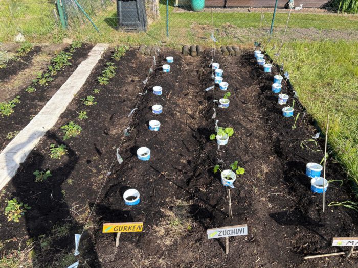 Bepflanztes Beet von oben im Lerngarten der Knaddeldaddel-Kita mit Gurken, Zucchini und Mais.